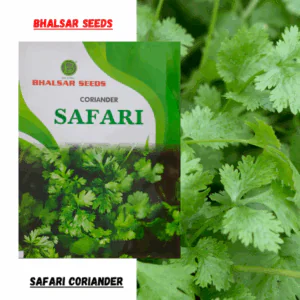 Coriander Safari Hybrid Seeds (500gm)