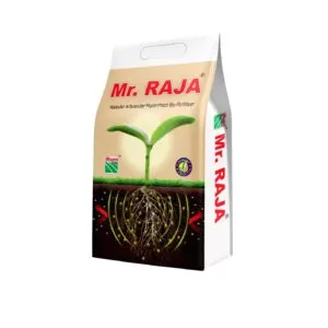 Mr. Raja (1 Kg)