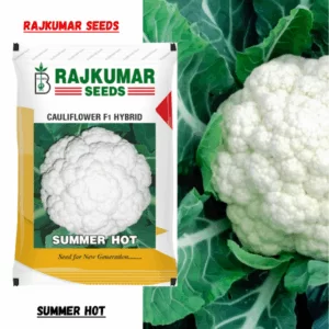 Rajkumar Cauliflower F1 Hybrid Seed (summer Hot) (10gm)