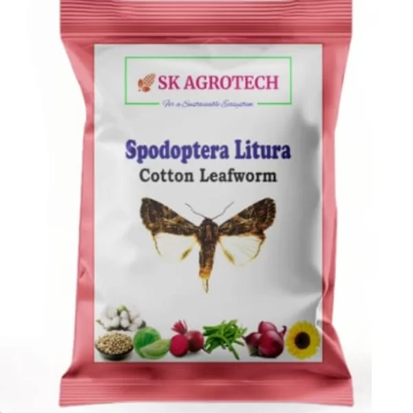 Spodoptera littoralis pheromone lure ( Pack of 5 )