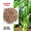 KMV Palakkeerai (40Seeds)