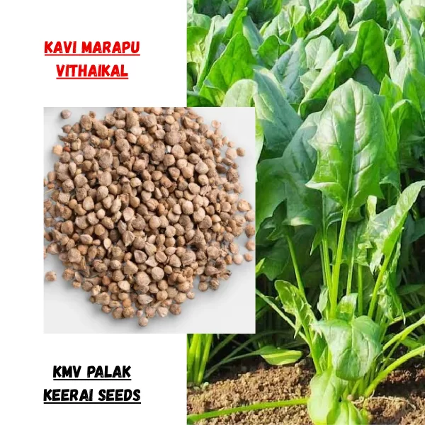 KMV Palakkeerai (40Seeds)