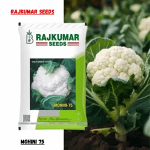 Rajkumar Cauliflower F1 Hybrid Seed (Mohini 75) (10gm)