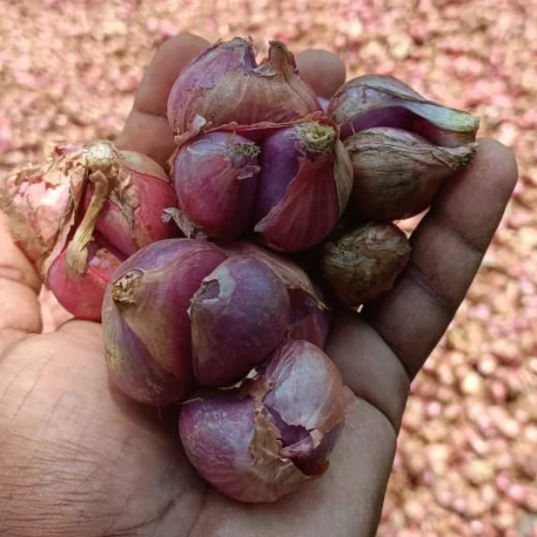 Organic Sambhar Onion ( 1Kg )
